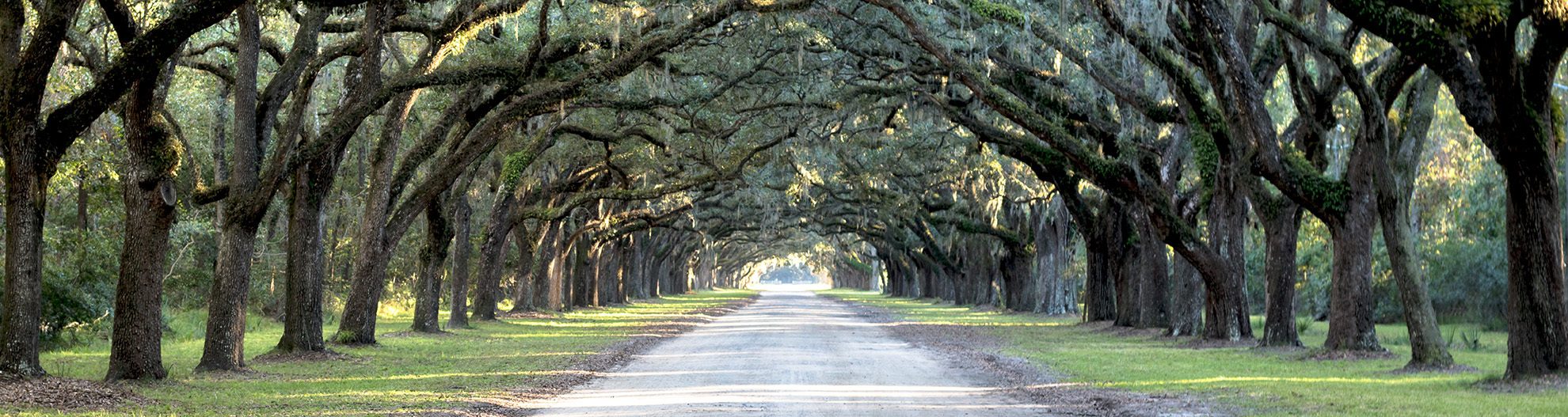 Tree-lined path